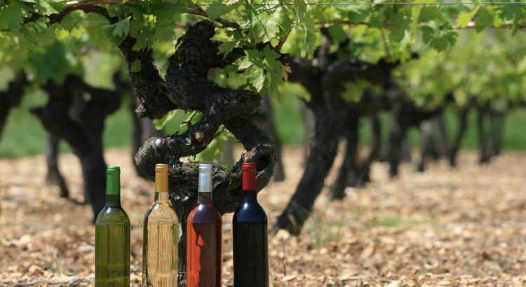 Four wine bottles of different colors placed under the grapevines in a vineyard.